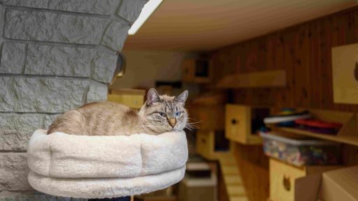cat-in-animal-shelter-2023-11-27-05-19-50-utc (1)